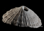 Πεταλιδα-Diodora italica, , Κοχυλια Πεταλιδα Diodora italica Shells