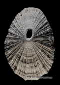 Πεταλιδα-Diodora italica, , Κοχυλια Πεταλιδα Diodora italica Shells