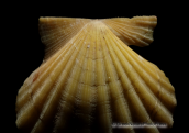 Κοχυλια-Proteopecten glaber, , Κοχυλια Proteopecten glaber Shells