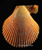 Κοχυλια-Chlamys varia, , Κοχυλια Chlamys varia Shells