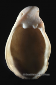 Κοχυλια039, , Κοχυλια Shells