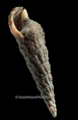 Κοχυλια-Cerithium vulgatum, Shells-Cerithium vulgatum, Κοχυλια Shells Cerithium vulgatum