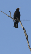 Κοτσυφας (Turdus merula) στο παρκο Τριτση