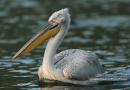 Αργυροπελεκανος - Dalmatian pelican - Pelecanus crispus