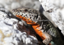 Κολισαυρα - Erhard's wall lizard - Podarcis erhardii