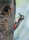 Βαλκανικος δρυοκολαπτης - Syrian Woodpecker - Dendrocopos syriacus