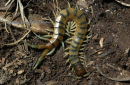 Σαρανταποδαρουσα - Centipede - Scolopendra ssp.