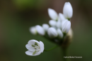 Allium neapolitanum - White garlic - Allium neapolitanum
