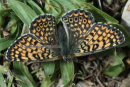 Πεταλουδα (Melitaea cinxia) - Glanville Fritillary - Melitaea cinxia