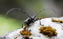 Σκαθαρι (Cerambyx scopolii) - Lesser Capricorn Beetle - Cerambyx scopolii