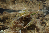 Καβουρι (Maja squinado) κοινως καβουρομανα στο νοτιο Ευβοικο κολπο