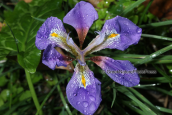 Ιριδα (Iris unguicularis)