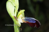 Ορχιδεα (Ophrys iricolor) στη Παρνηθα