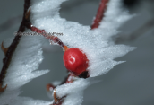 Ο καρπος της αγριοτριανταφυλλιας (Rosa canina) σκεπασμενος απο χιονι