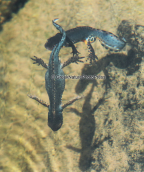 Αλπικοι τριτωνες (Ichthyosaura alpestris) κολυμπουν σε αλπικη λιμνουλα της Οιτης