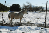 Αλογο στα χιονια