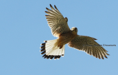 Βραχοκιρκινεζο (Falco tinnunculus) στο Δυστο στην Ευβοια