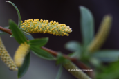 Ασημοιτια (Salix alba)