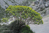 Euphorbia dendroides στο νομο Ρεθυμνου στη Κρητη