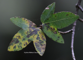 Κρητικο σφενδαμι (Acer sempervirens) στο νομο Χανιων