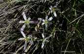 Κολχικα (Colchicum soboliferum)