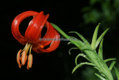 Κοκκινος κρινος (Lilium chalcedonicum) στην Οιτη
