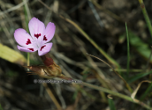 Διανθος (Dianthus tymphresteus) στην Οιτη
