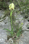 Ιριδα (Iris reichenbachii) στη Θρακη