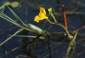 Utricularia australis στη λιμνη Κερκινη