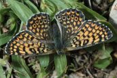 Πεταλουδα (Melitaea cinxia) στη Παρνηθα