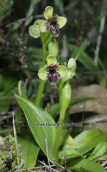 Ορχιδεα (Ophrys bombyliflora) στο Σουνιο