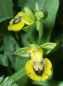 Ορχιδεα (Ophrys lutea subsp.lutea)