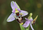 Ορχιδεα (Ophrys oestrifera) στον Ωρωπο
