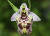 Ορχιδεα (Ophrys candica)