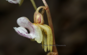 Η σαπροφυτικη ορχιδεα (Epipogium aphyllum) στον Ολυμπο