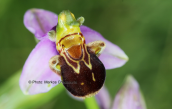 Ophrys apifera στη βορεια Ευβοια