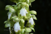 Ορχιδεα (Himantoglossum robertianum) στο Σχινια