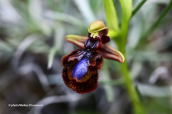 Ophrys speculum subsp. speculum στη Βοιωτια