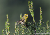 Serin
