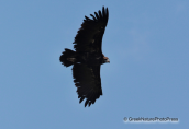 Black vulture flying
