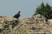Black vulture
