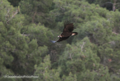 Black vulture flying over Dadia forest