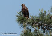 Lesser spotted eagle