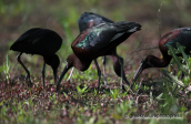 A flock of Glossy Ibis at Dystos lake