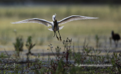 Little Egret