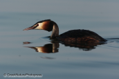 Great crested grebe