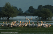 Pelicans at Kerkini lake