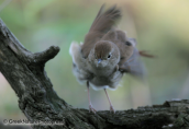 Nightingale