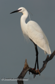 Little egret