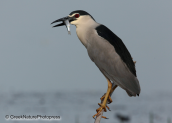 Night heron